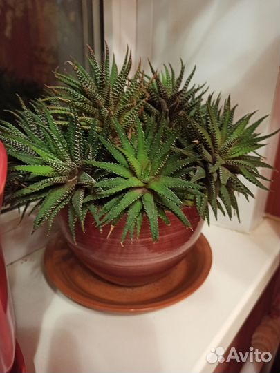 Комнатные растения цветы