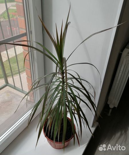 Драцена (№2)