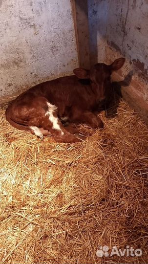 Телята телочки