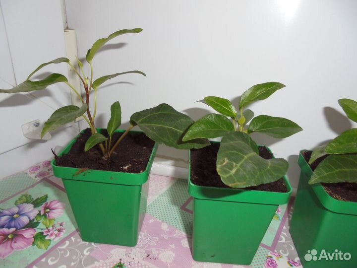 Хедера хеликс микс укоренившиеся отростки