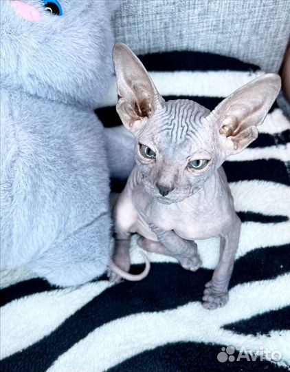 Донской сфинкс котенок