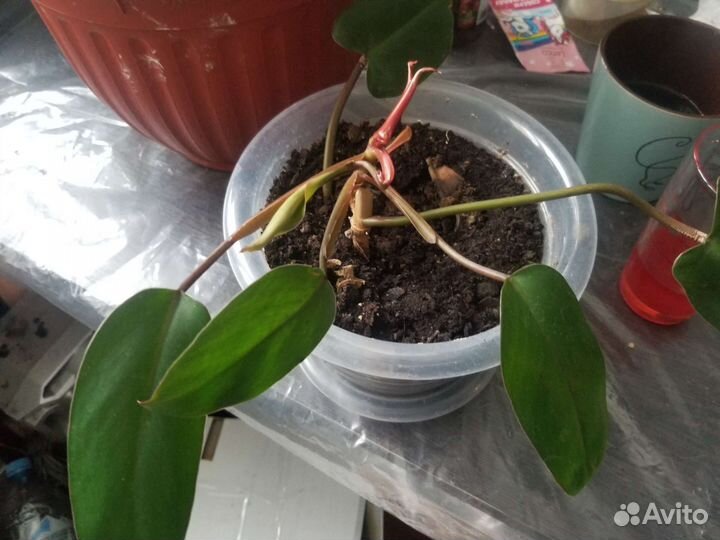 Филодендрон краснеющий