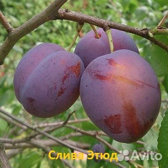Саженцы сливы