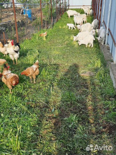 Зааненские козы дойные