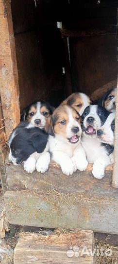 Метисы бигля