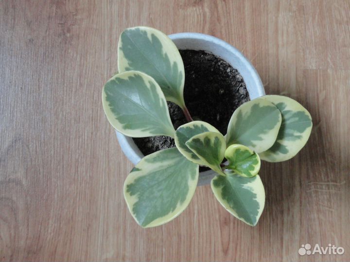 Продам пеперомию