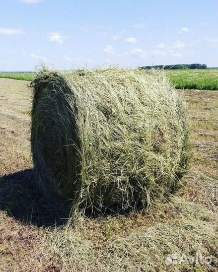 Сено в тюках