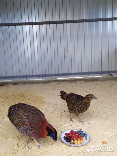 Фазаны разных пород