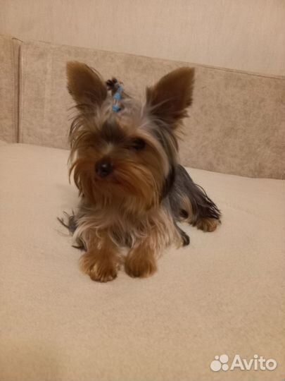 Йоркширский терьер мини