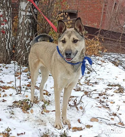 Собака в добрые руки