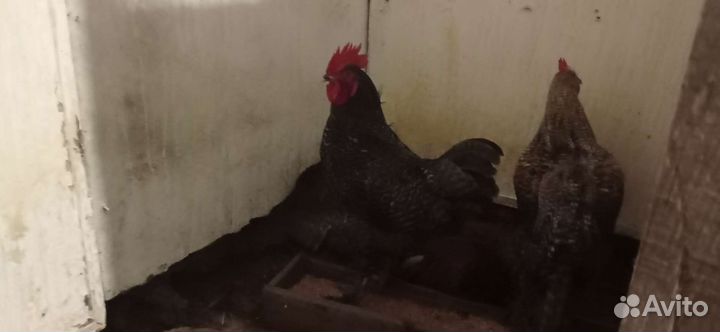 Петух доминант