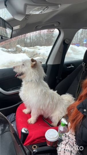 Лея ищет дом