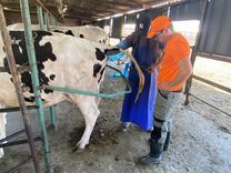 Диагностика коров и тёлок на узи, осеменение крс