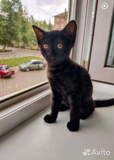 Девочка и мальчик