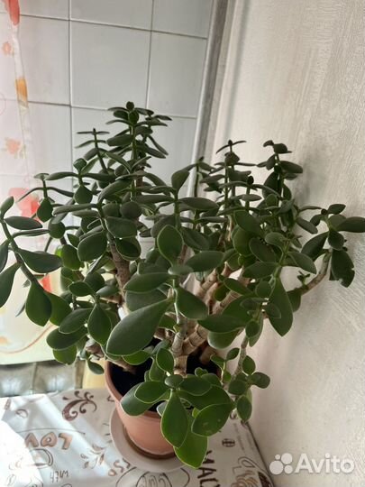 Толстянка или денежное дерево