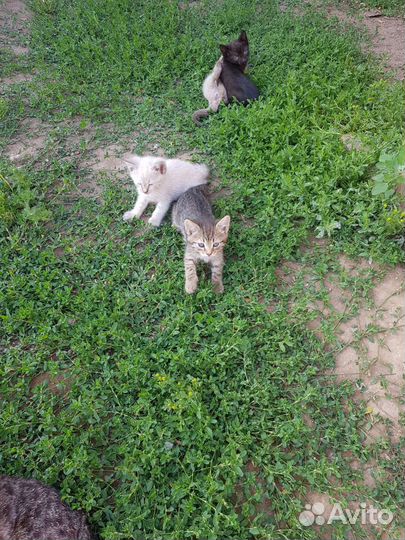 Котята в добрые руки бесплатно