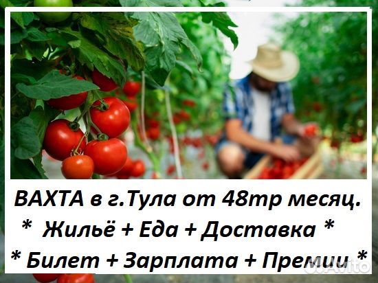 Вахта сбор урожая с питанием и жильем