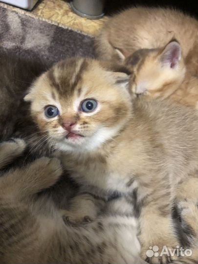 Британская кошка