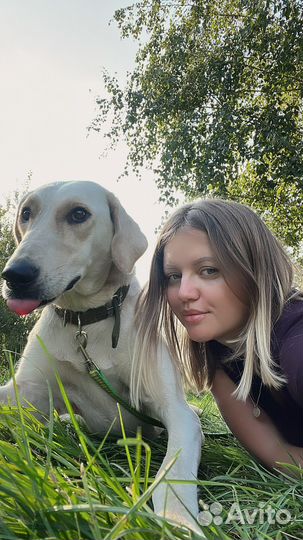 Собака Нирвана ищет дом