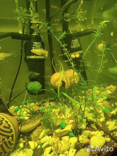 Улитки Ампулярии (жёлтые)