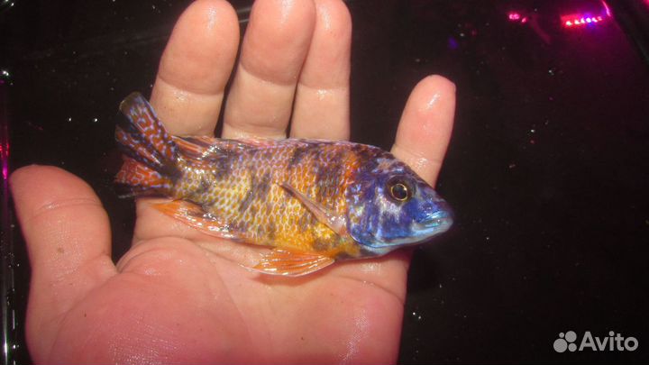 Аулонокара самцы. В наличие 11