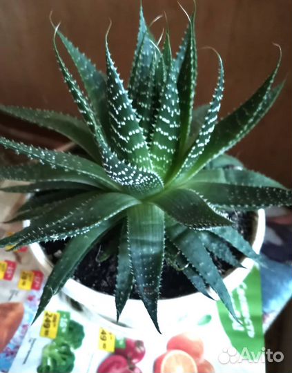 Суккуленты