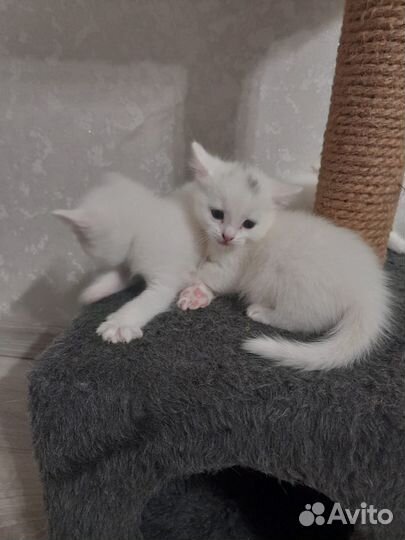 Продам котят