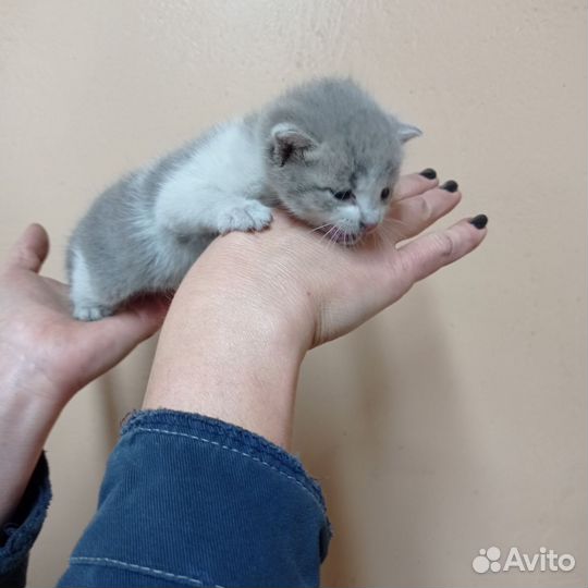 Кошки в добрые руки бесплатно