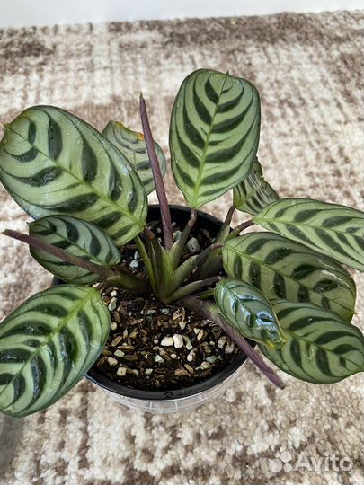 Калатея ктенанта