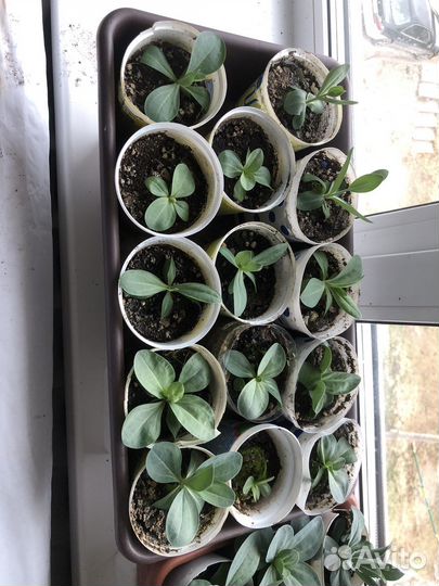 Саженцы эустомы