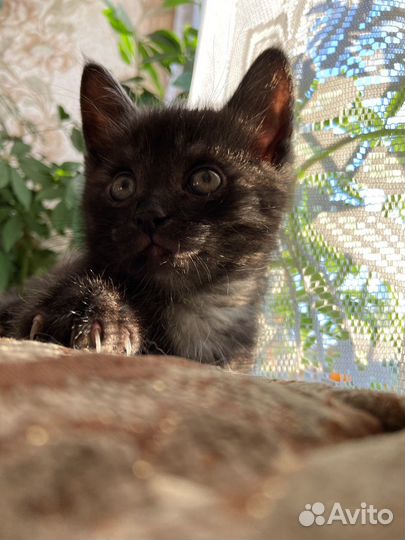 Отдам кошку в добрые руки