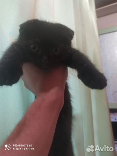 Вислоухий котенок