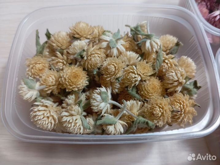 Сухоцветы Гомфрена