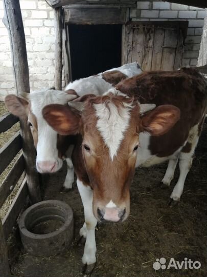 Молодая тёлка