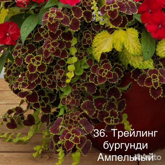 Колеусы более 45 сортов