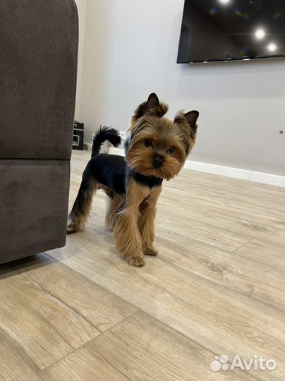 Йоркширский терьер вязка мальчик
