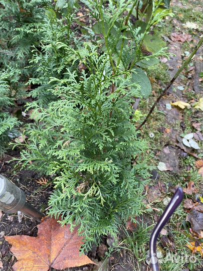 Саженцы туи смарагд