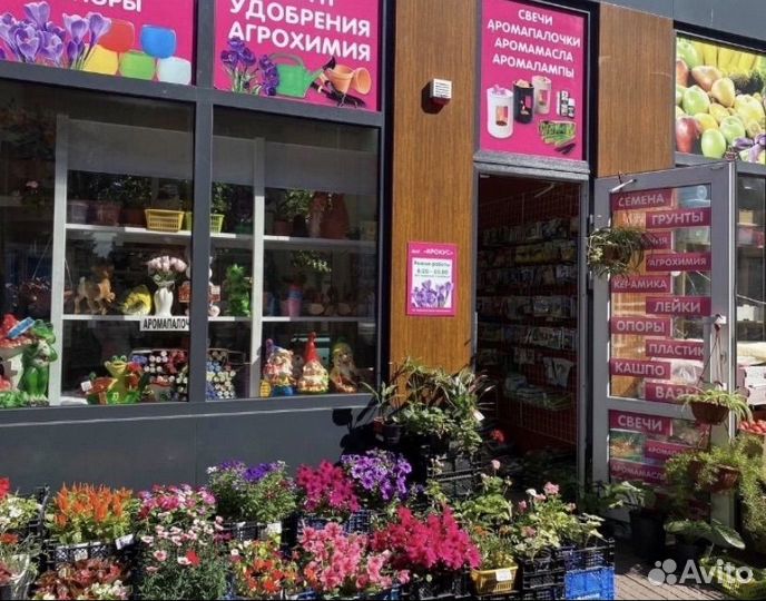 Комнатные цветы фуксия