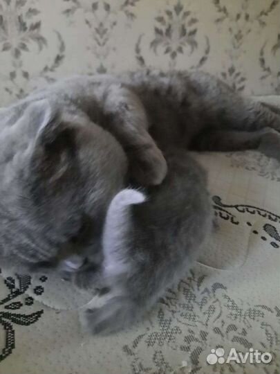 Британский кот на вязку