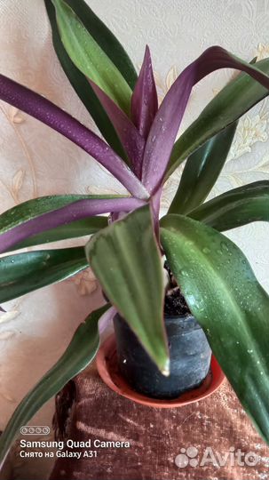 Традесканции сортовые