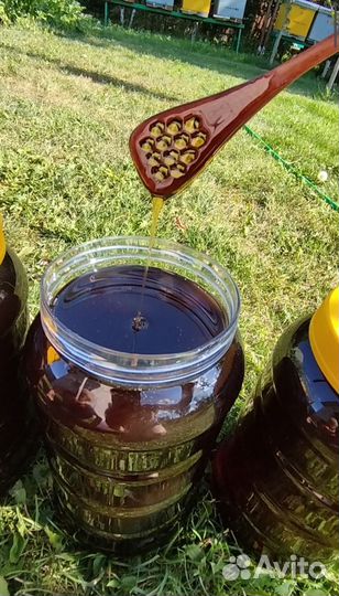 Мед гречишный 2023