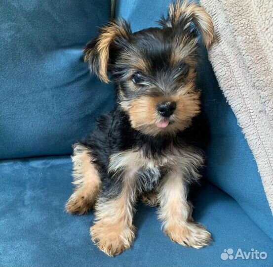 Йоркширский терьер щенки