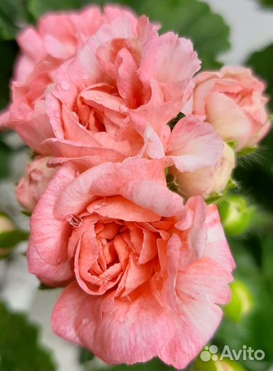 Пеларгонии сортовые