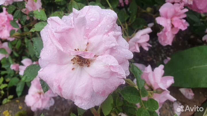 Розы корнесобственные