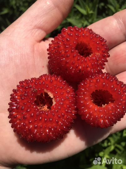 Тибетская малина