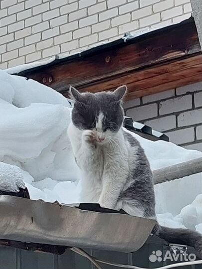 Котята супер