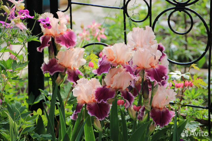 Ирис бородатый 