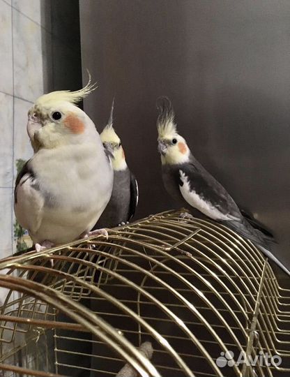 Цыплята суточные домашние, деревенские