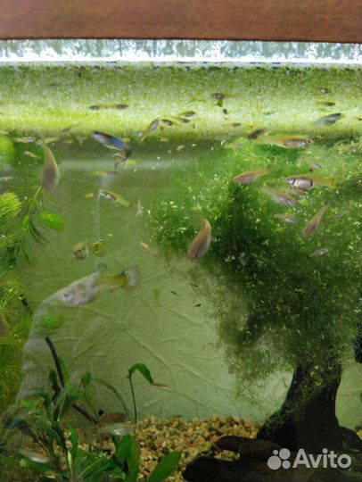 Мальки гуппи