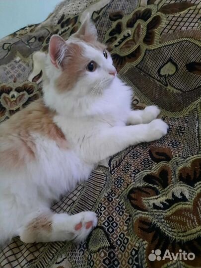 Котик в дар